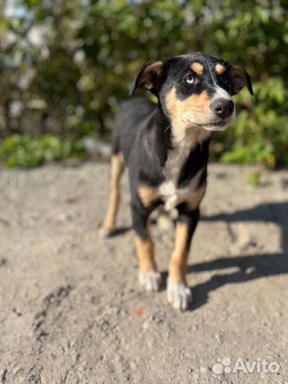 Щенок девочка в добрые руки