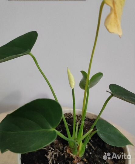 Антуриумы(ванила, фиорино, красный)