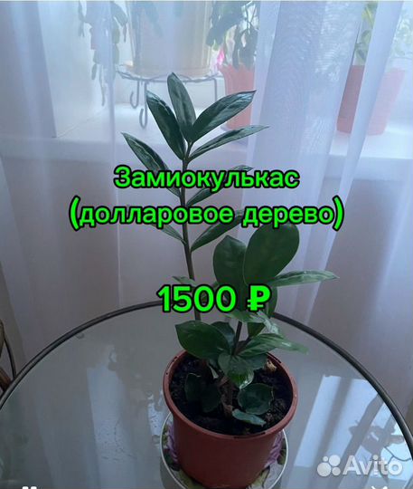 Комнатные растения цветы ижевск