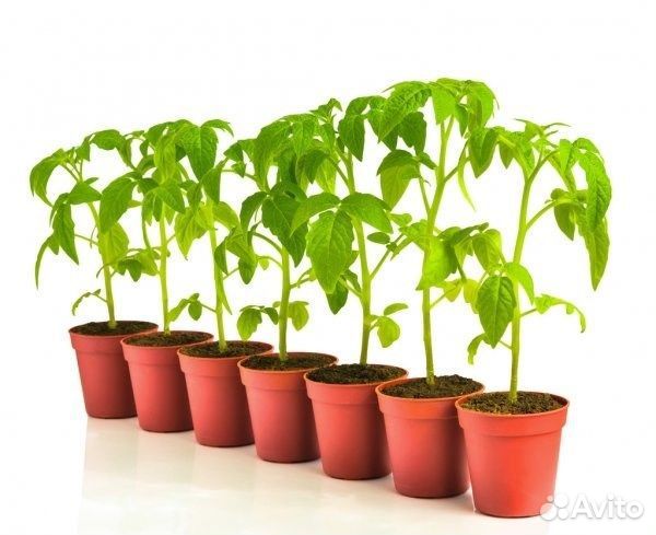 Рассада помидор