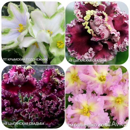 Сортовые фиалки