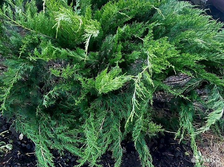 Можжевельник