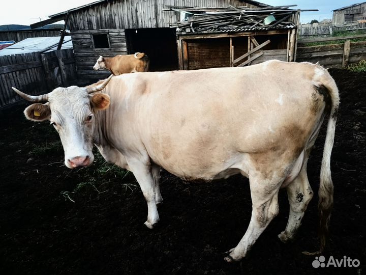 Корова стельная