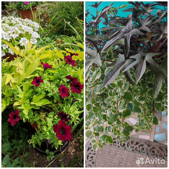 Ипомея батат