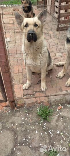 Продаётся девочка вео с документами 3 года