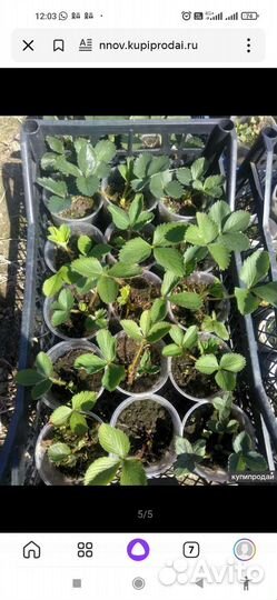 Клубника расада