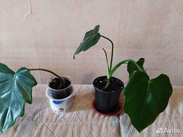 Филодендроны