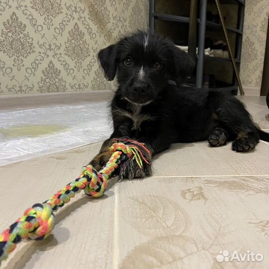 Собака в добрые руки щенок мальчик