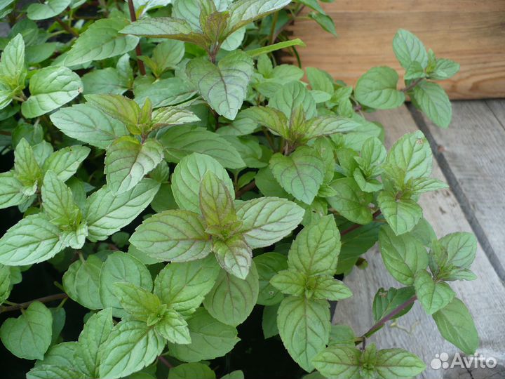 Мята сортовая (Шоколадная, Марокканская, Курчавая)