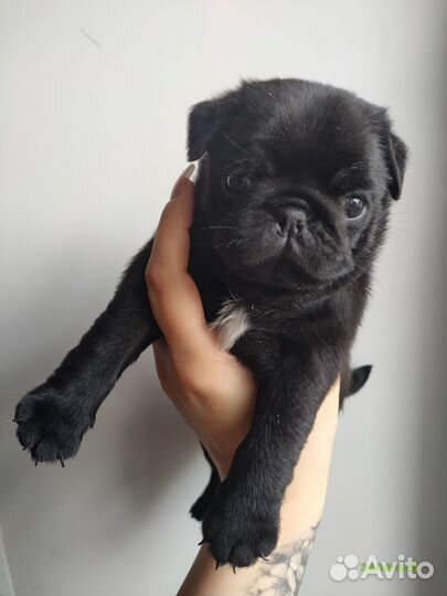 Щенки мопса