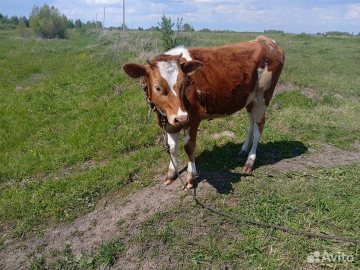 Продаётся телка