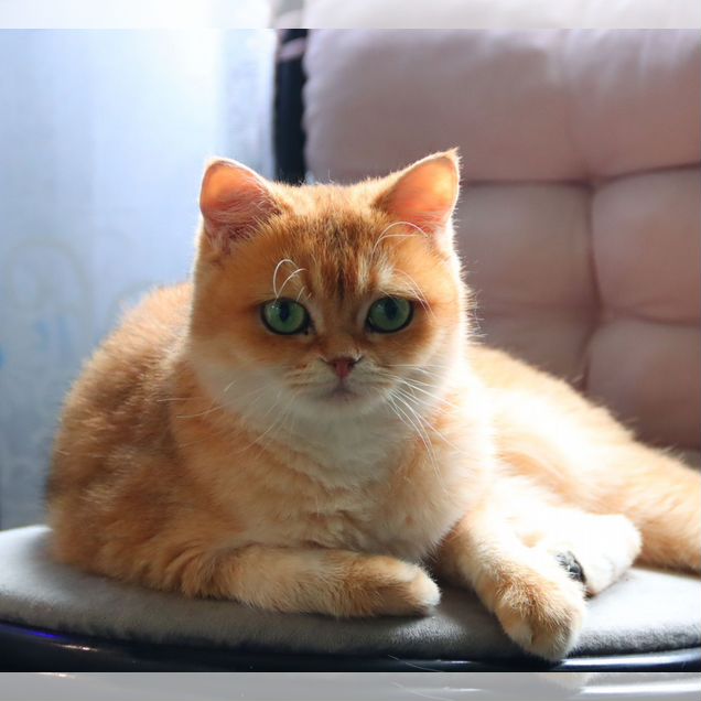 Британская короткошёрстная, взрослая кошка