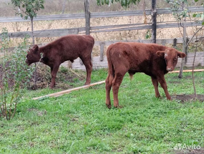 Телята бычки