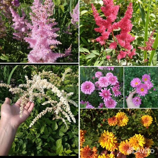 Астильба, хризантемы(разные сорта)