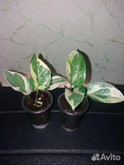 Сциндапсусы и эпипремнумы