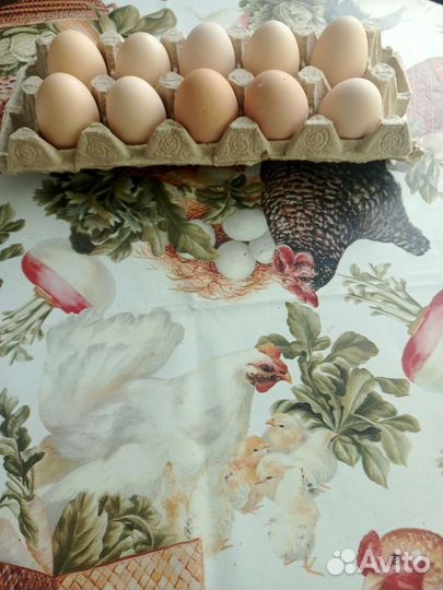 Домашние куриные яйца