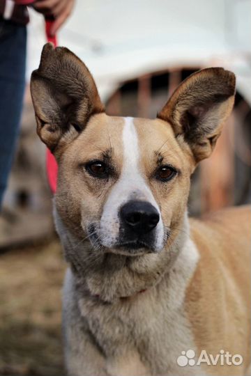 Кьяра - охранница и компаньон