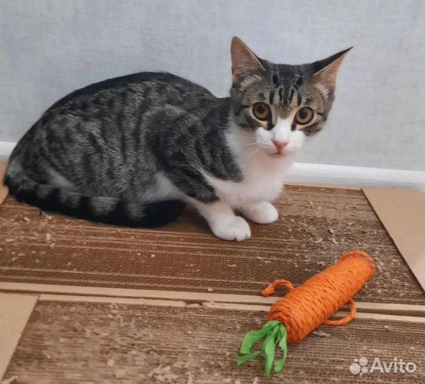 Котенок мальчик 5,5 месяцев