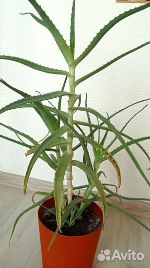 Алоэ на срез