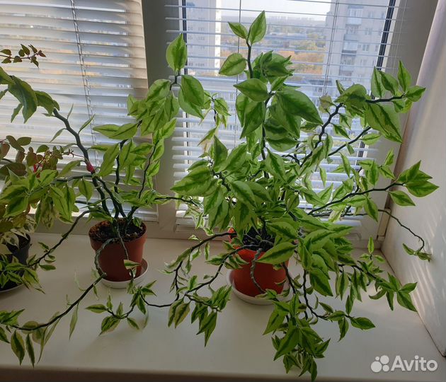 Педилантус, драцена, рео, хавортия, стапелия