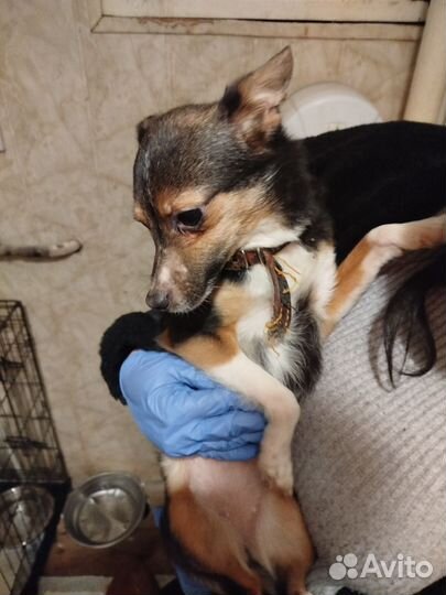 Малышка Кнопа