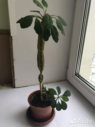 Растение комнатный цветок Молочай с отрост 68 см