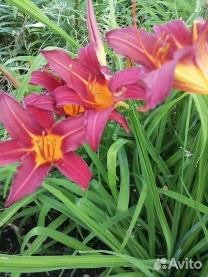 Лилейники и лилии