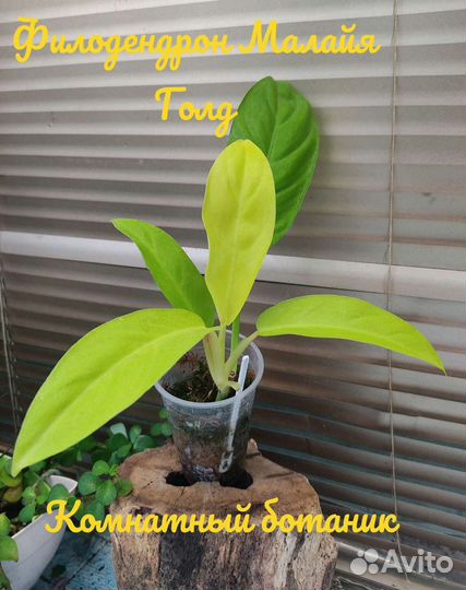 Филодендроны
