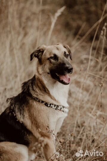 Собака, фенотип овчарки