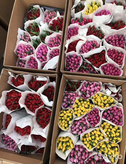 Тюльпаны свои теплицы оптом