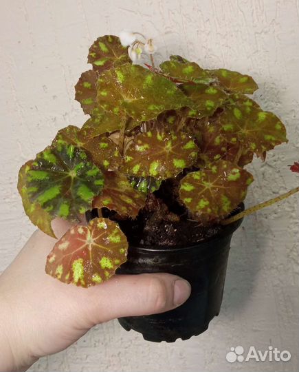 Бегония тигровая бауэра