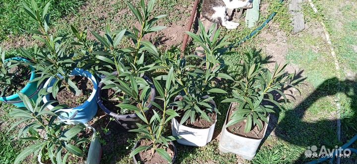 Олеандр обычный. Розовый