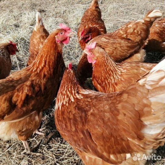Куры несушки с агрофермы