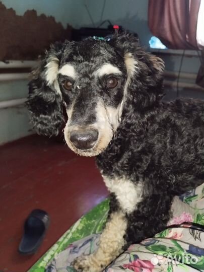 Пудель фантом