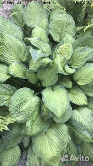 Саженцы хосты