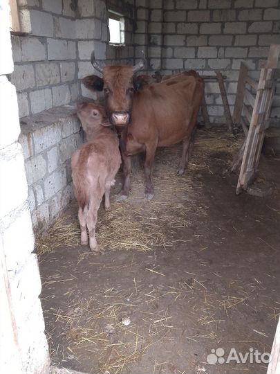 Корова дойная с теленком