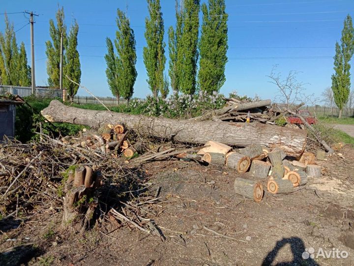 Арборист. Спил аварийных деревьев с вывозом
