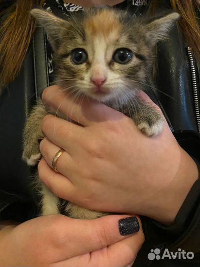 Котёнок шпротёнок в самые добрые руки