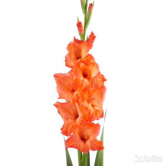 Гладиолус Оранжевый