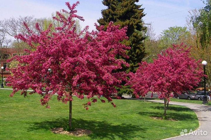 Саженцы яблони Скарлет