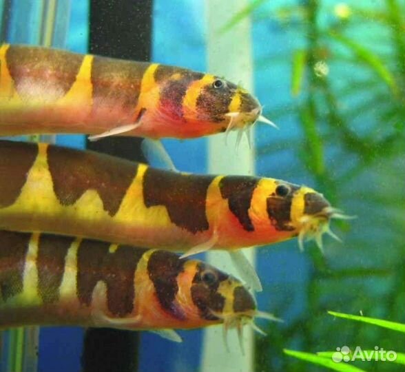 Аквариумная рыба