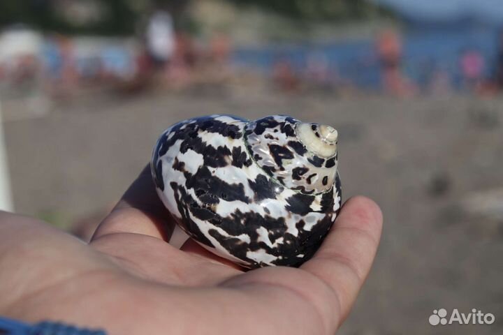 Ракушка Cittarium pica