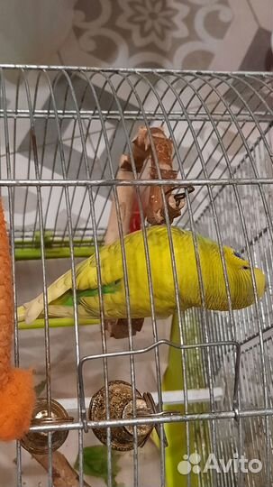 Волнистый попугай пара