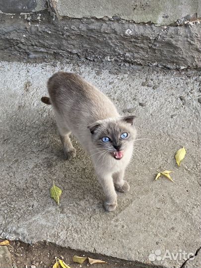 Сиамская кошка