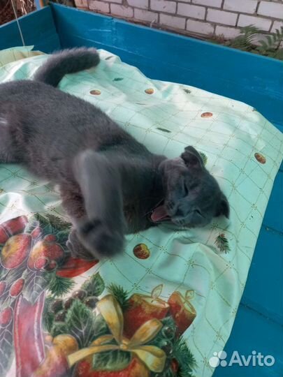 Виилоухая голубая отдам