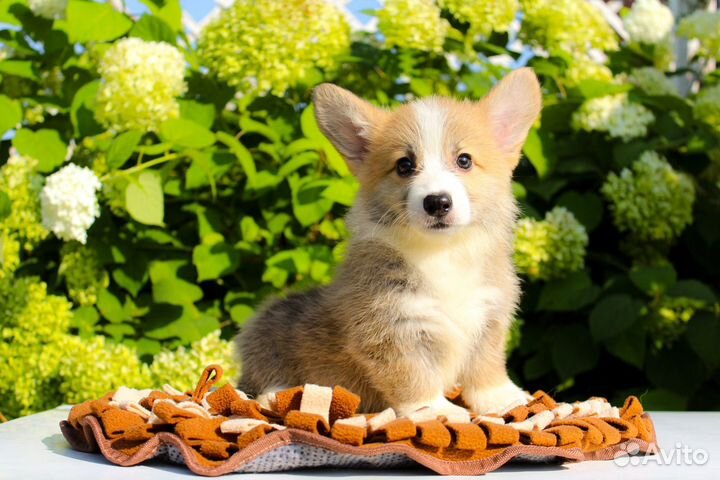 Щенки корги