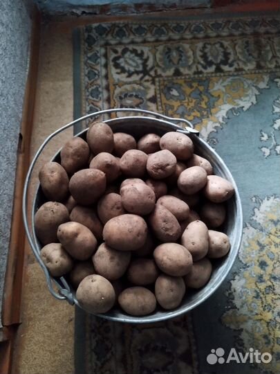 Семенной картофель (цена за ведро)