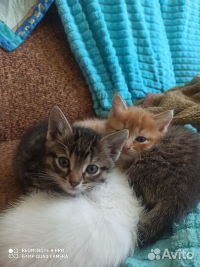 Котята в добрые руки