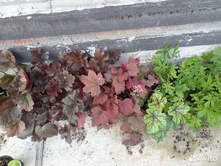 Растения гейхера