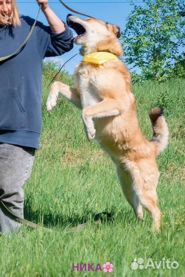 Собака в добрые руки